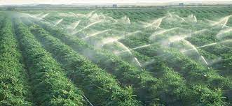  Plan Maroc Vert : Le PIB agricole a doublé en 10 ans 