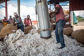  Nouvelles récoltes : les prix du coton en baisse 