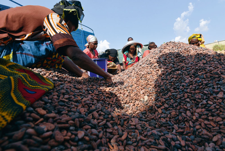  Cocoa sector in Ivory Coast: export estimated at 1.346 million tons 