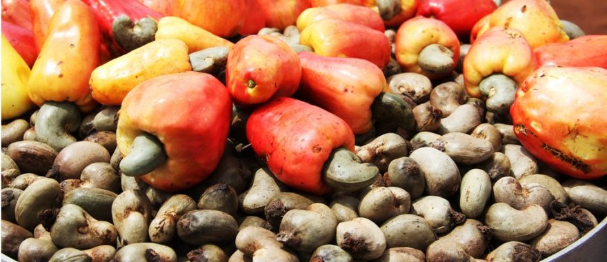  Export crop: Brazil grants 832 million FCFA to Benin for the development of cashew 
