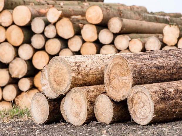  Lutte contre le commerce illégal du bois : Le Ghana connaît des améliorations significatives en matière de gouvernance forestière 