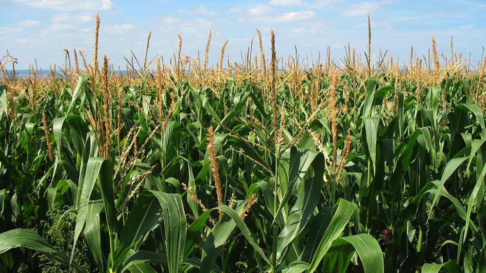  Raw material: American corn at its lowest level in three years on Wednesday 