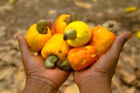  Filière anacarde: En Tanzanie, la récolte atteint son plus haut niveau en 5 ans 
