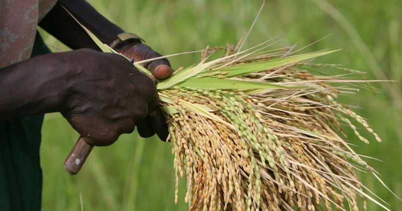  Filière riziculture: la Côte d’Ivoire annonce un investissement de 26 millions $ pour 2024 