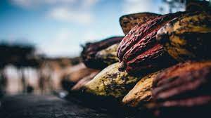 Cocoa production 2022-2023 season: the Ghanaian government has raised the price to be paid to producers 
