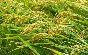  Classement des producteurs de riz en Afrique de l’Ouest : Le Nigéria en tête 