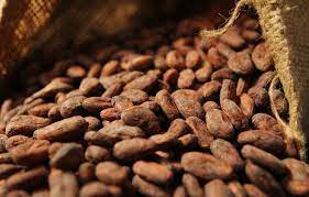  Hausse du prix du Kg du cacao en Côte d’Ivoire : des craintes dans le rang des producteurs 