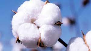  Cotton: A national processing center announced in Burkina Faso 