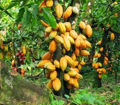  Cocoa economic relations: Nigeria and Cameroon join Côte d'Ivoire and Ghana 