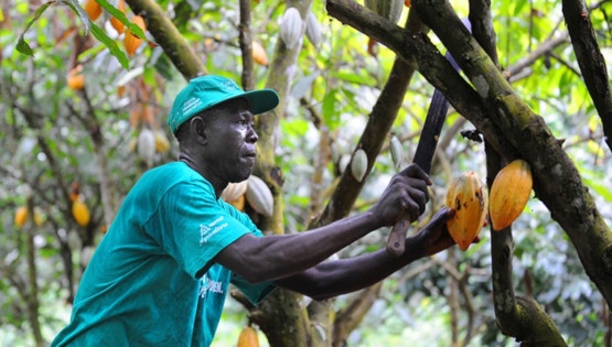  Exportations : le cacao monte, le café s’effondre 