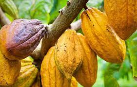  Organization of the cocoa sector in Côte d'Ivoire: CCC presents its traceability system to the World Bank 