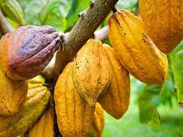  Raw material: Cocoa prices stagnate, chocolate prices rise 