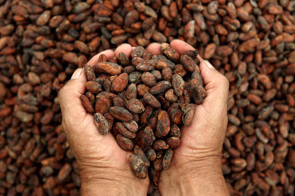  Trafic illégal du cacao ivoirien : plus de 50% de la production prend la destination de la Guinée 