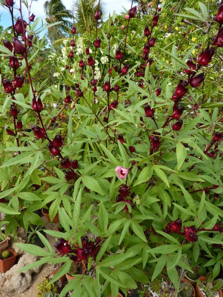  Hibiscus production: Nigeria and Mexico strengthen their economic ties 