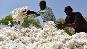  Coton : Le Burkina Faso annonce une production de 700 000 tonnes pour la campagne 2022-2023 