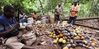  Explosion des cours du cacao : vers la flambée du prix du chocolat 
