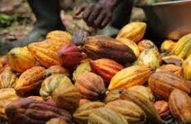  Togo: Rising prices for robusta healthy coffee and high-quality cocoa 