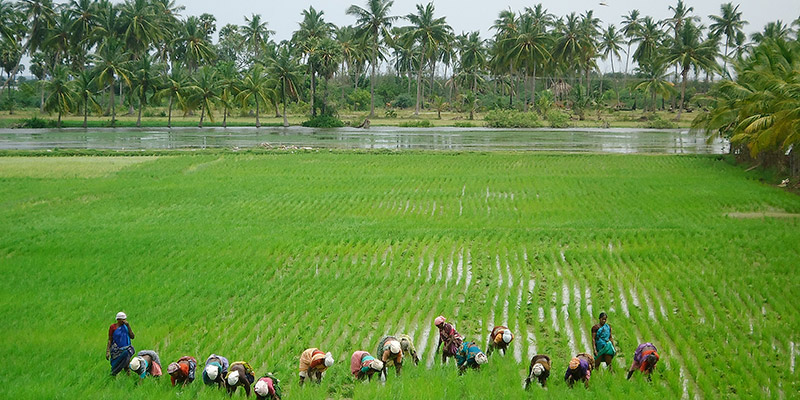  Cultures horticoles en Inde : la production de fruits et légumes inférieure au record de l’année dernière 