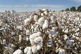  Cotton: Futures close higher 