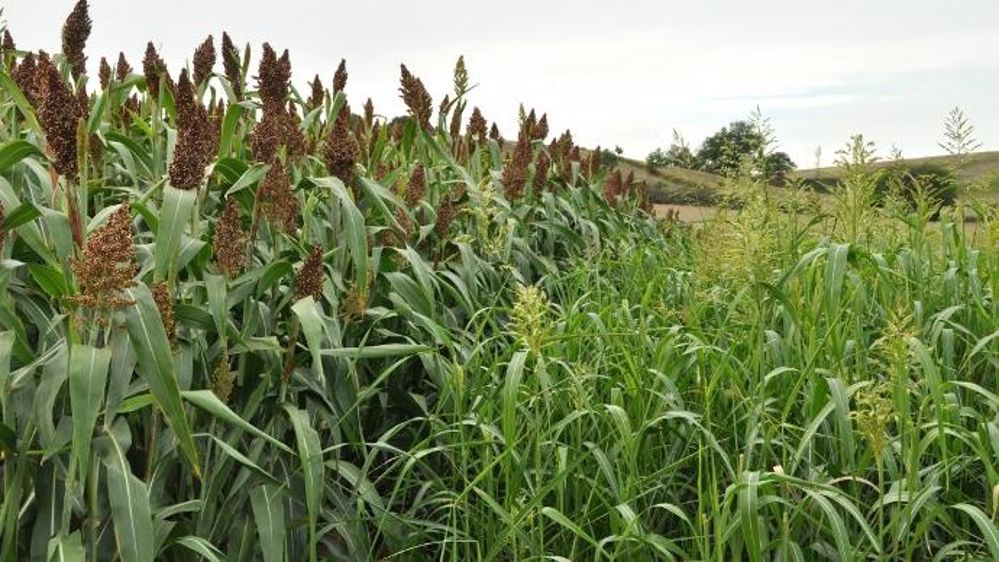  Commodity: sorghum prices expected to rise by 20% in 2024 in Nigeria 