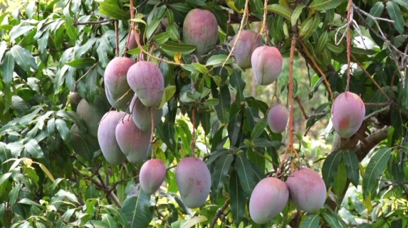  Mango sector: a budget of 1 billion 200 million has been put in place to fight against insects 