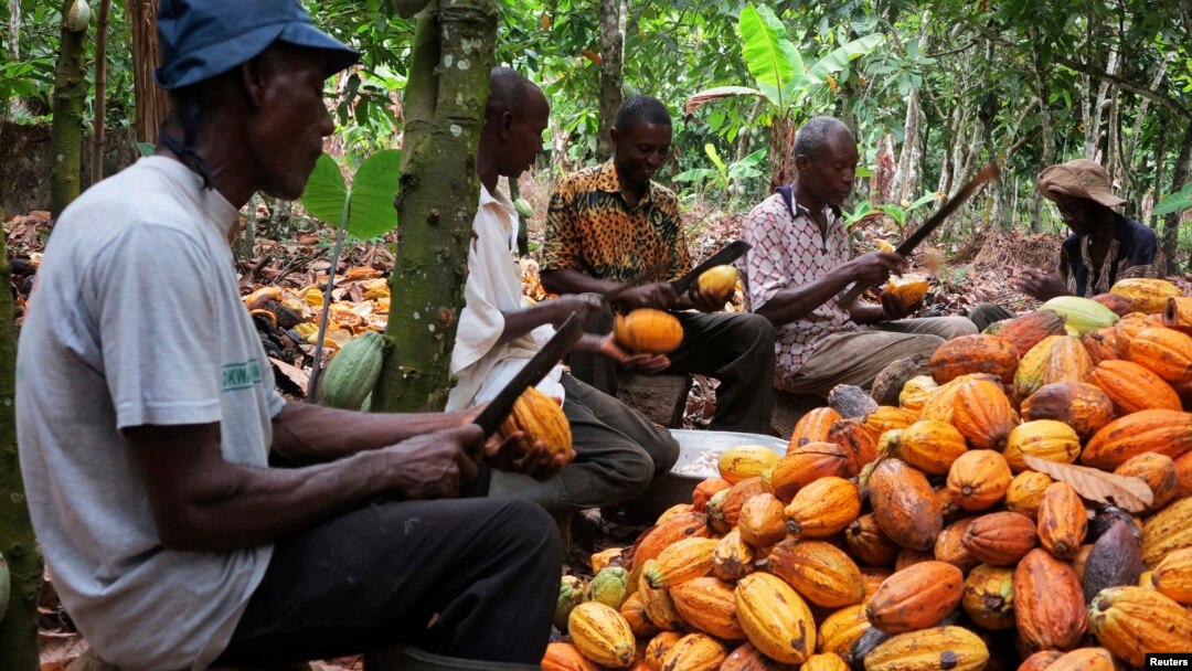  Cocoa: prices settled mixed on Tuesday 