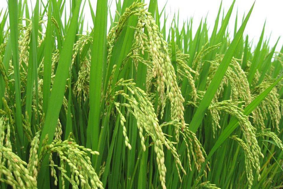  Production de riz Nigeria : Un investisseur chinois annonce une plantation de 10 000 hectares à Yobe 