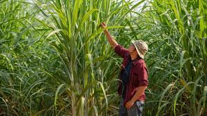  Sugar production in Brazil: a historic level reached in the 2023-2024 season 