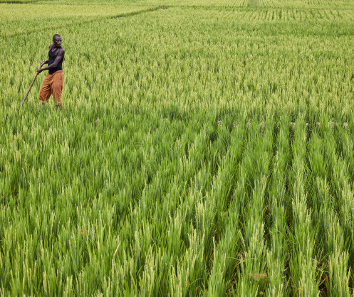  Rice growing: RINI experiments with compost as a substitute for fertilizer 