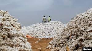  Campagne de commercialisation du coton graine au Bénin : une augmentation du prix d’achat enregistré de 265 à 300 Fcfa le Kg 