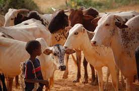  Développement de la filière bétail : Le Tchad annonce un investissement de 1 milliard de dollars 