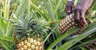  Competitive value chains project for employment and economic transformation: reflections on the pineapple sector 