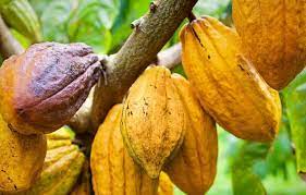  Export product: Côte d'Ivoire sells 2023/24 cocoa contracts at a higher premium 