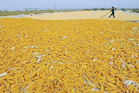  Raw material: maize at its lowest level in three years 