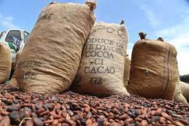  Filière café en Côte d’Ivoire : la production a presque doublé en un an 