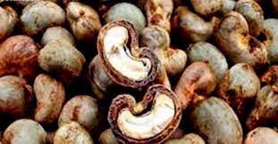 Production de noix de cajou au Bénin : une hausse de 56 % enregistré en 2021/2022 