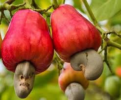  Cashew production in Benin: an estimate of 203,844 tonnes in 2023-2024 