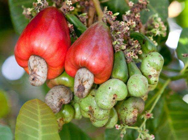  Forum on the competitiveness of mango and cashew: Ziguinchor has been welcoming actors at various levels since yesterday 