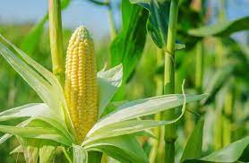  Signing of an agreement to buy around 400,000 tons of white maize from South Africa: towards the elimination of the customs tariff 